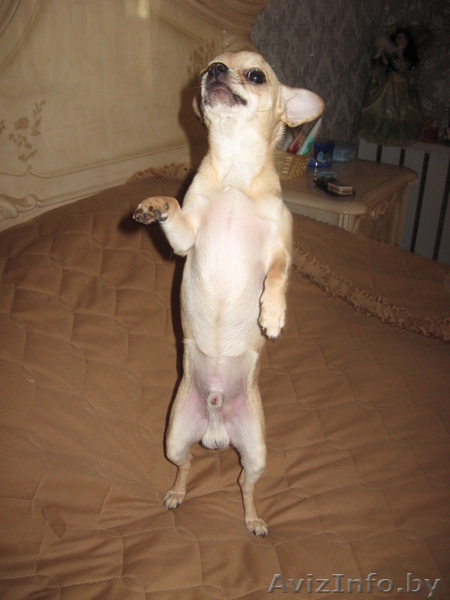 Предлагаем на вязку чихуахуа - Изображение #1, Объявление #50747