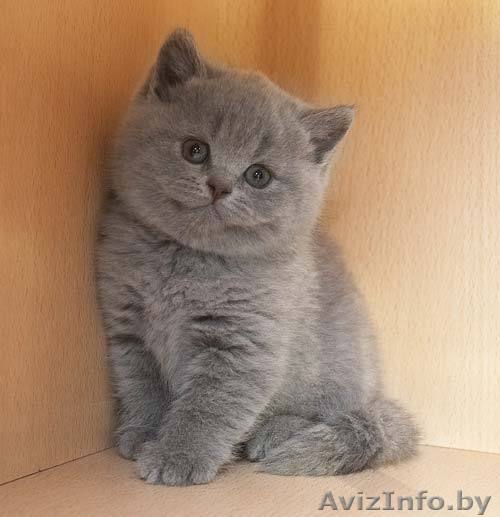 Британские пляшевые котята-дляВас! - Изображение #1, Объявление #251642