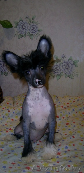 китайской хохлатой щенок мальчик(голый) - Изображение #1, Объявление #310509