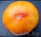 Семена томатов. 330 сортов. - Изображение #1, Объявление #399744