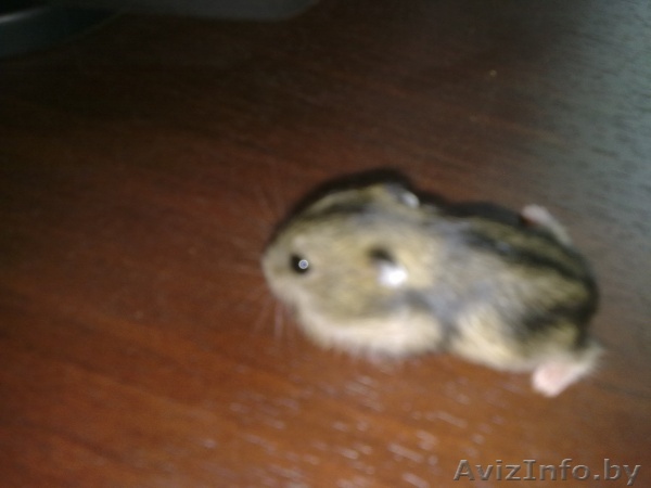 Продам джунгарских хомяков - Изображение #1, Объявление #800990