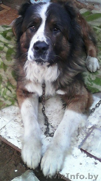 отдаётся в хорошие руки - Изображение #1, Объявление #1054927