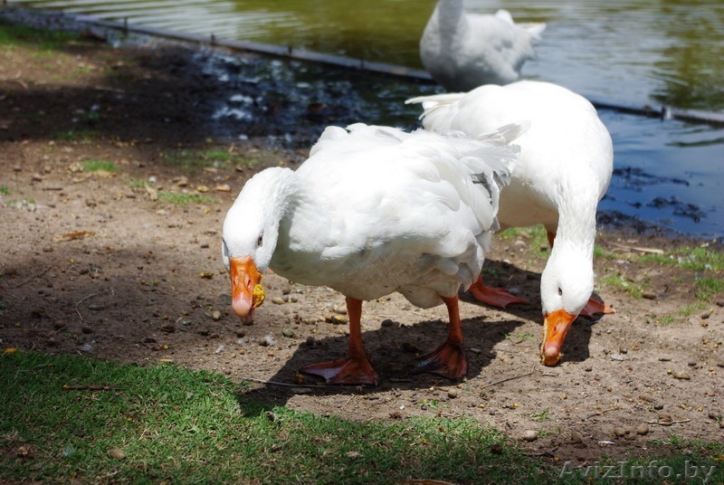 Гуси-гуси-гуси-гуси - Изображение #1, Объявление #1148536