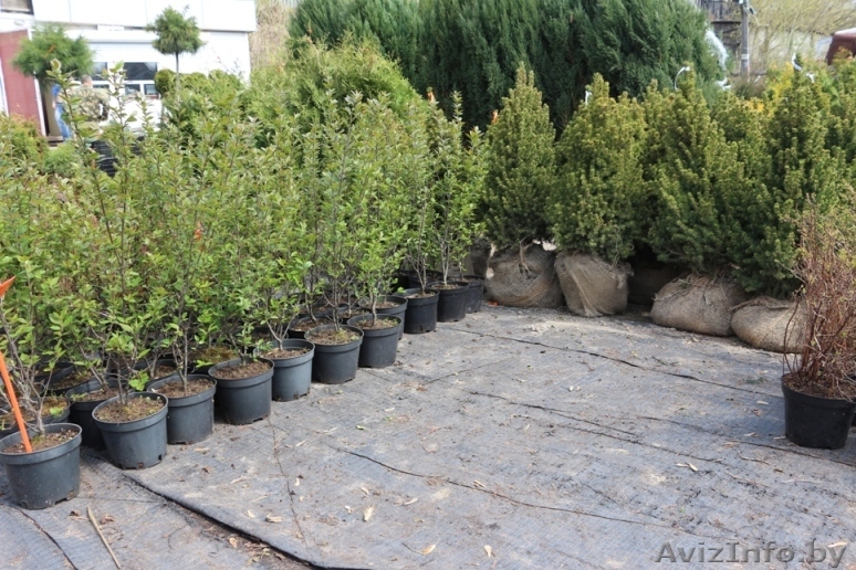 Декоративные растения для озеленения и ландшафтного дизайна - Изображение #1, Объявление #1257302