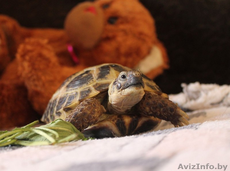 Сухопутная черепашка - Изображение #1, Объявление #1302992