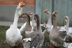 Гуси,утки,кролики - Изображение #1, Объявление #1346041