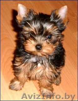 щенок йоркширского терьера (Мальчик) - Изображение #1, Объявление #1518664
