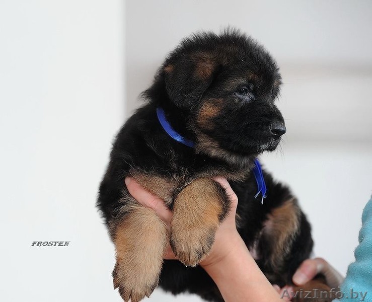 Д/ш немецкие щенки - Изображение #1, Объявление #1530929