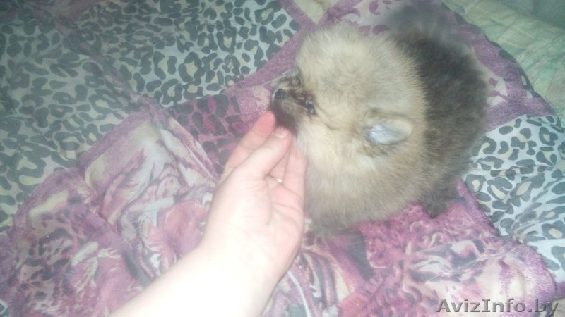 померашки мишки - Изображение #1, Объявление #1541849