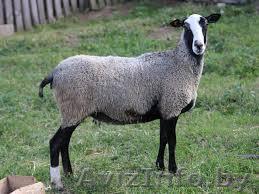 овец романовской породы - Изображение #1, Объявление #1639426