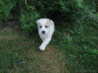 Щенки Среднеазиатской Овчарки (Алабаи) - Изображение #3, Объявление #63873