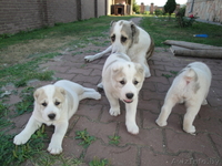 Щенки Среднеазиатской Овчарки (Алабаи) - Изображение #2, Объявление #63873