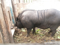 свиньи вьетнамской вислобрюхой.травоядные - Изображение #2, Объявление #80083