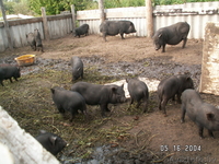 свиньи вьетнамской вислобрюхой.травоядные - Изображение #3, Объявление #80083