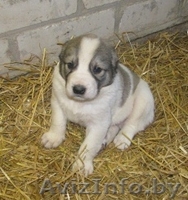 Продам щенков САО - Изображение #2, Объявление #106348