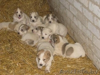 Продам щенков САО - Изображение #1, Объявление #106348