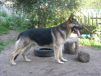 немецкая овчарка(восточно-европейского)типа - Изображение #2, Объявление #172567