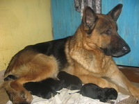 немецкая овчарка(восточно-европейского)типа - Изображение #1, Объявление #172567