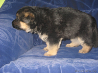 немецкая овчарка(восточно-европейского)типа - Изображение #3, Объявление #172567