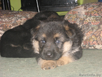 немецкая овчарка(восточно-европейского)типа - Изображение #4, Объявление #172567