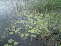 Сдам домик на озере с баней(200 км.от Минска) - Изображение #4, Объявление #117222