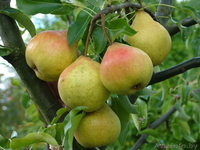 Саженцы, черенки - Изображение #3, Объявление #162844