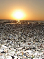 Отдых на Море "Кинбурнская коса" - Изображение #9, Объявление #229983