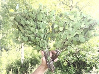 продам веники березовые банные - Изображение #1, Объявление #298515