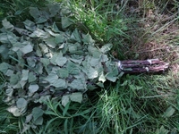 продам веники березовые банные - Изображение #2, Объявление #298515