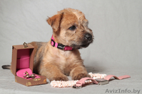 Щенки Ирландского Мягкошерстного Пшеничного Терьера - Изображение #1, Объявление #663729