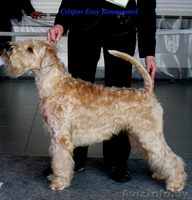 Щенки Ирландского Мягкошерстного Пшеничного Терьера - Изображение #4, Объявление #663729