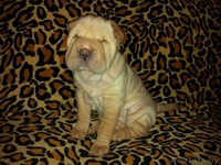 Прадажа шарпеев!!! - Изображение #1, Объявление #816722