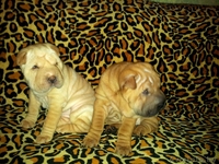 Прадажа шарпеев!!! - Изображение #3, Объявление #816722