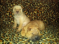 Прадажа шарпеев!!! - Изображение #4, Объявление #816722