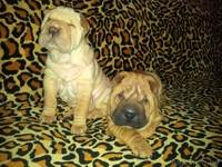 Прадажа шарпеев!!! - Изображение #5, Объявление #816722