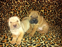 Прадажа шарпеев!!! - Изображение #6, Объявление #816722