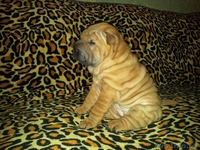 Прадажа шарпеев!!! - Изображение #2, Объявление #816722