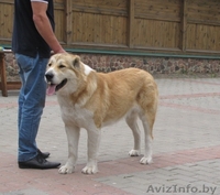 Щенки среднеазиатской овчарки (алабай) от родителей-чемпионов - Изображение #7, Объявление #864159