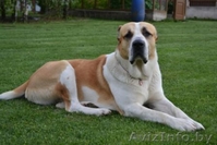 Щенки среднеазиатской овчарки (алабай) от родителей-чемпионов - Изображение #5, Объявление #864159