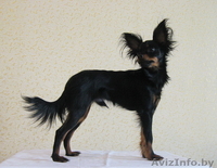 Продается не дорого кобель русского тоя длинношерстного (той терьер).  - Изображение #1, Объявление #871605