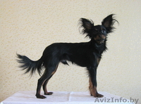 Продается не дорого кобель русского тоя длинношерстного (той терьер).  - Изображение #2, Объявление #871605