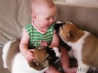 Щенки среднеазиатской овчарки (алабай) от родителей-чемпионов - Изображение #8, Объявление #864159