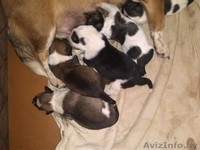 Щеночки маленькой собачки - Изображение #3, Объявление #988737