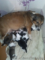 Щеночки маленькой собачки - Изображение #2, Объявление #988737