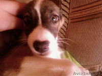 Щеночки маленькой собачки - Изображение #4, Объявление #988737