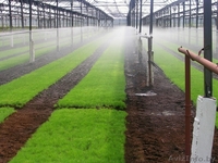 Глубокский опытный лесхоз реализует сеянцы сосны обыкновенной - Изображение #1, Объявление #1040957