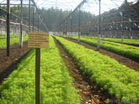 Глубокский опытный лесхоз реализует сеянцы сосны обыкновенной - Изображение #2, Объявление #1040957