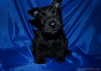 4 щенка скотч-терьера - Изображение #1, Объявление #1232126