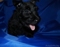 4 щенка скотч-терьера - Изображение #3, Объявление #1232126