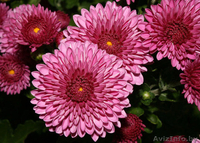 Семена цветов весовые, пакетированные оптом - Изображение #4, Объявление #1346384